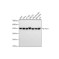 Image_Product_TEC_INS_ABclonal_Molecular-Actin_Mouse_1000x665_JPG-300x300